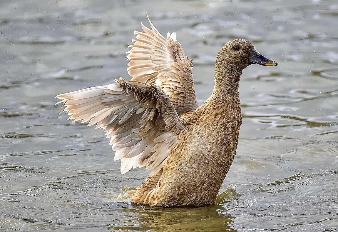 Female Gadwall Duck, Filbert Wetlands, Pennsylvania, USA