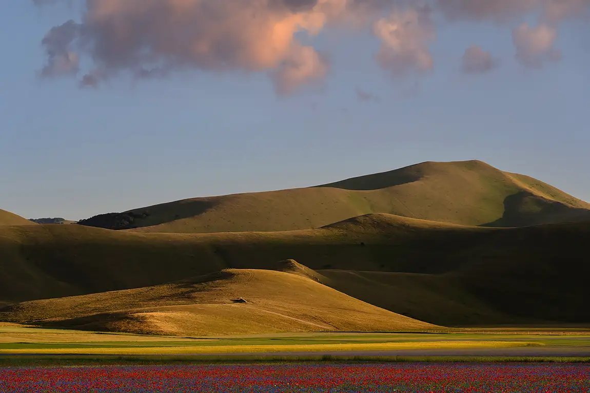 Flowering Pian Grande, Castelluccio Di Norcia, Italy