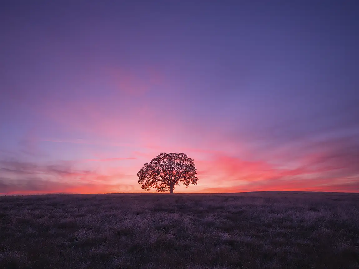 Solitude At Sunset, Sacramento Valley, California, USA