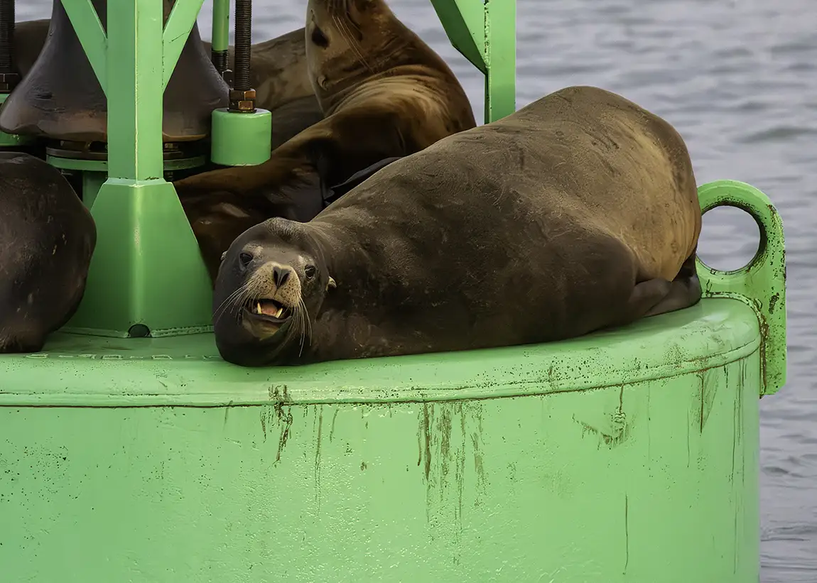 Stellar Sea Lion, Eureka, California, USA