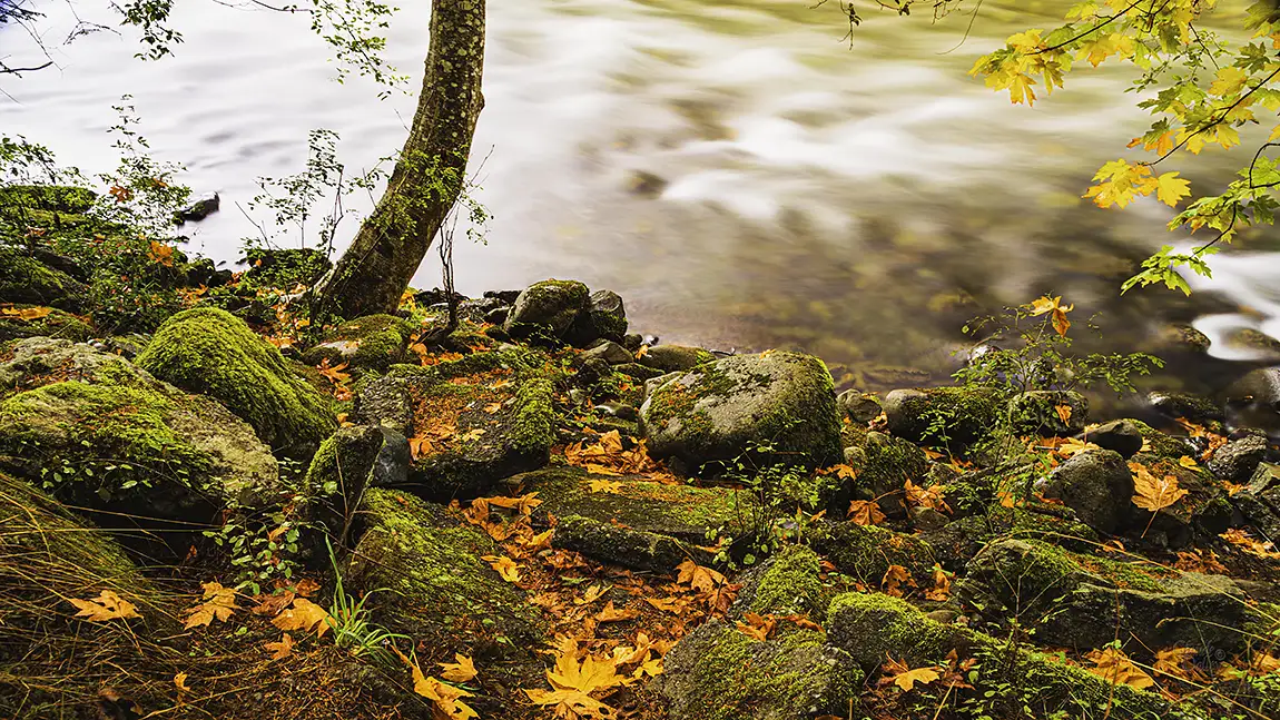 The River's Edge, Puntledge River Park, Courtenay, Vancouver Island, Canada