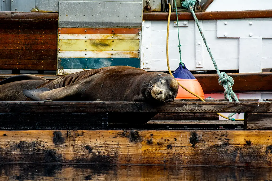 A Sleeping Beauty Sea Lion, Cowichan Bay, Vancouver Island, British Columbia, Canada
