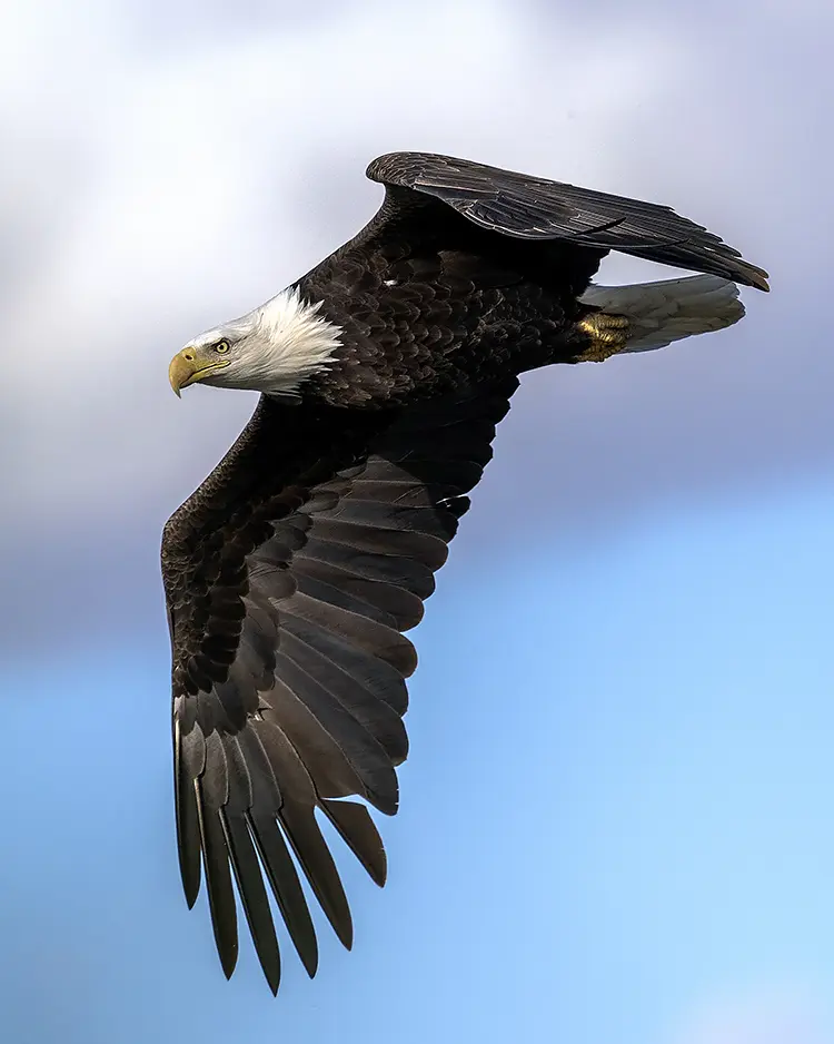 American Bald Eagle, Starved Rock State Park, Utica, Illinois, USA