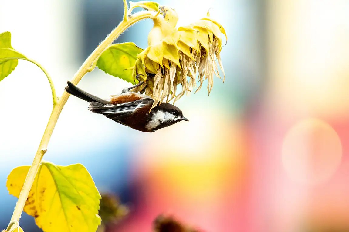 Chickadee Under A Sunflower Parasol, Ladysmith, Vancouver Island, British Columbia, Canada