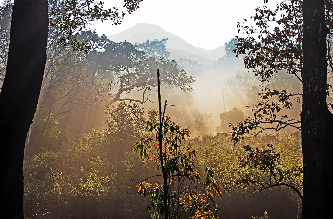 Forest Rays, BR Hills Wildlife Sanctuary, Mysore, India