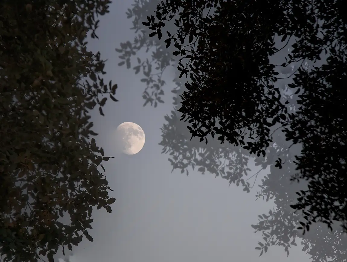 Full Moon Among Oaks, Alcanena, Santarem, Portugal
