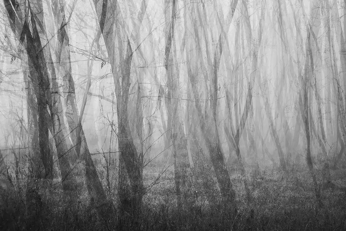 Ghost Forest, Xixi'Nan, She County, Anhui, China