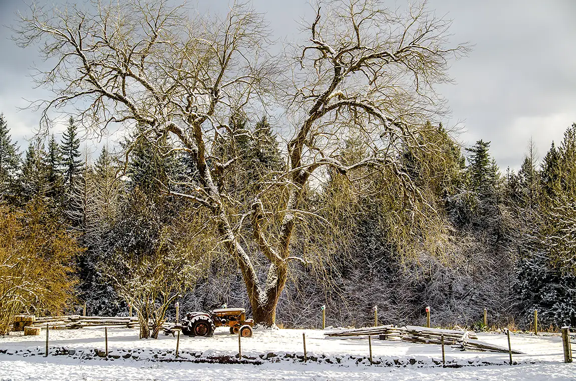 Golden Giant, Yellow Point, Vancouver Island, British Columbia, Canada