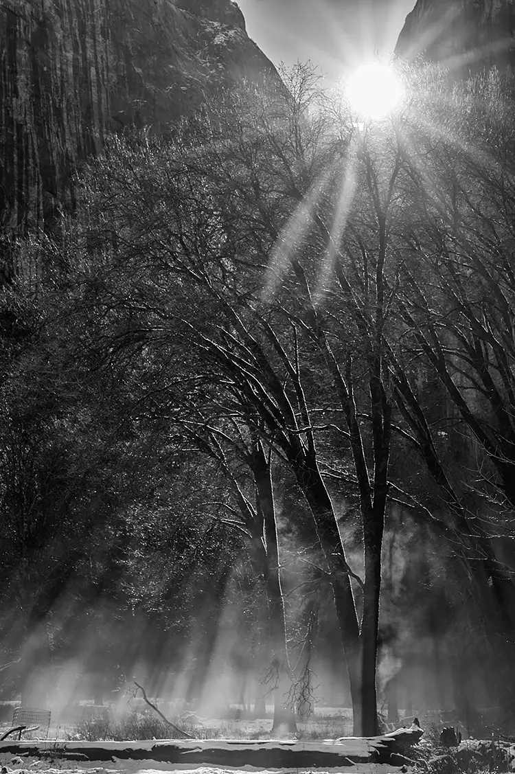 Komorebi, Yosemite National Park, USA