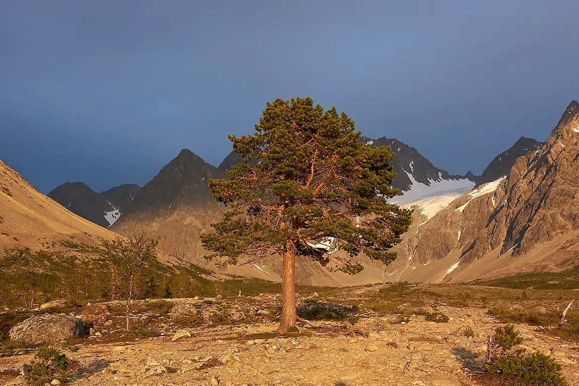 Lonely Pine, Blaisvatnet, Lyngen, Norway
