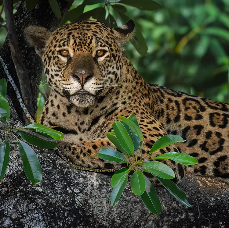 Marcela, The Pantanal, Mato Grosso, Brazil