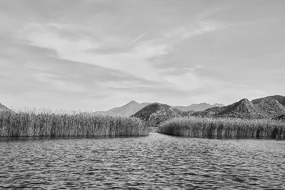 Monochrome Reeds, Lake Skadar, Montenegro