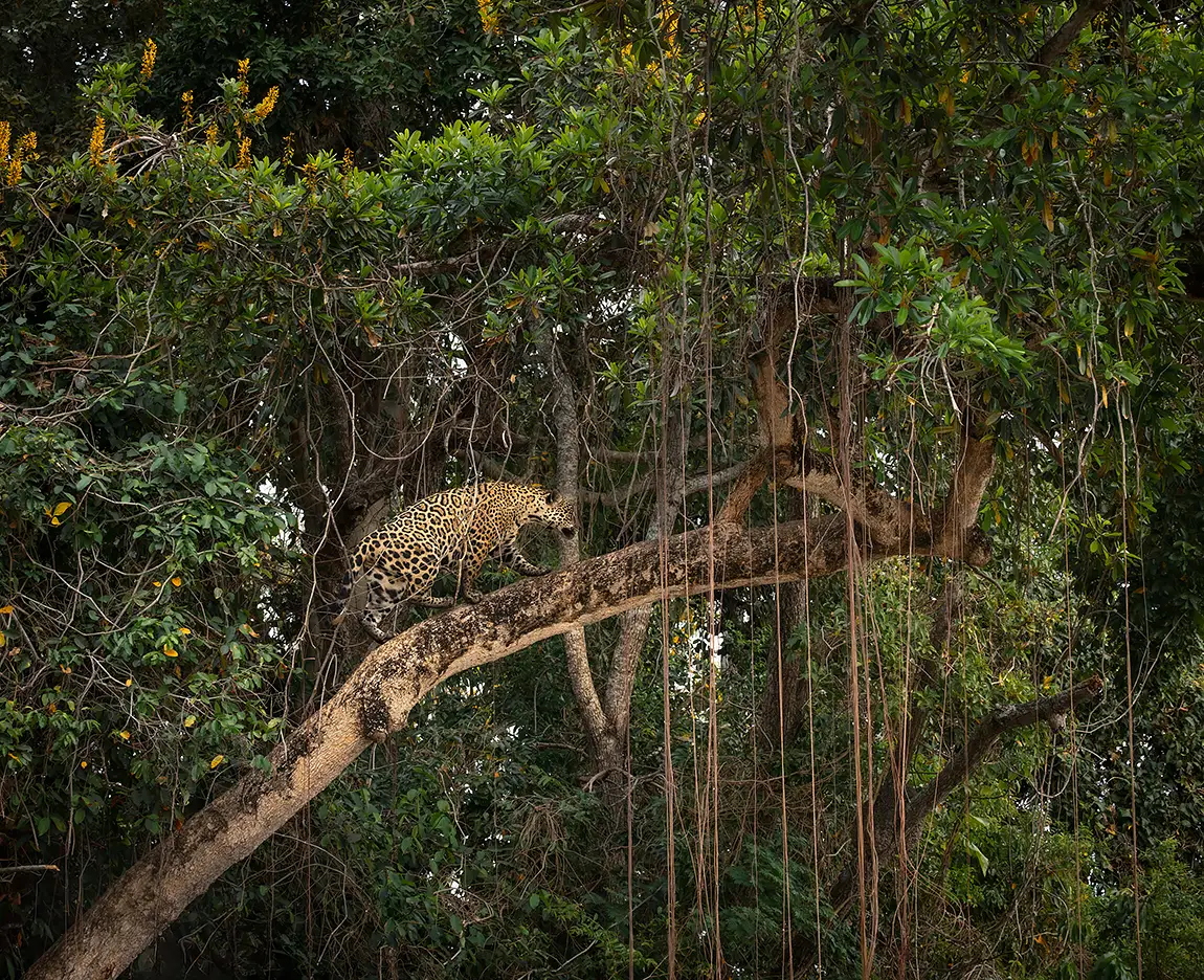 Morning Commute, Pantanal, Mato Grosso, Brazil