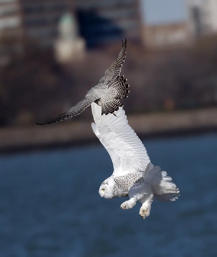 Peregrine Falcon Attacks Snowy Owl, Chicago, Illinois, USA