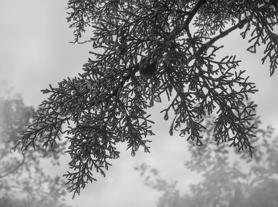 Raindrops On Cypress Tree, Santa Cruz do Douro, Baiao, Porto, Portugal