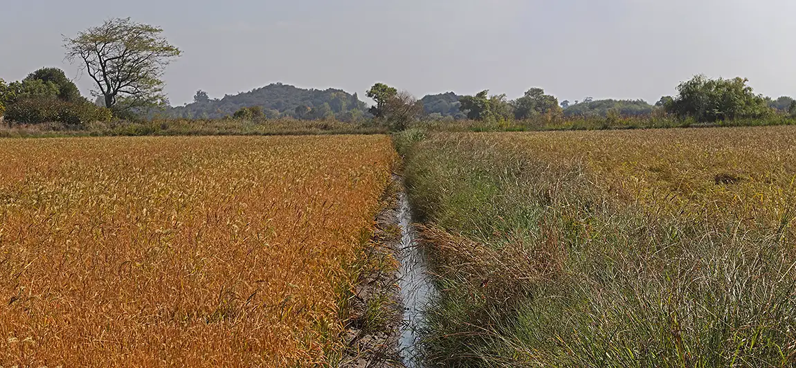 Rice Fields, Maiorca, Figueira da Foz, Coimbra, Portugal