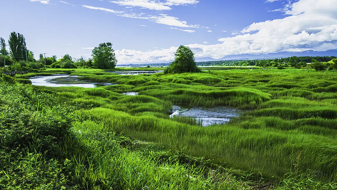 Spring Green, Comox Valley, Vancouver Island, BC, Canada