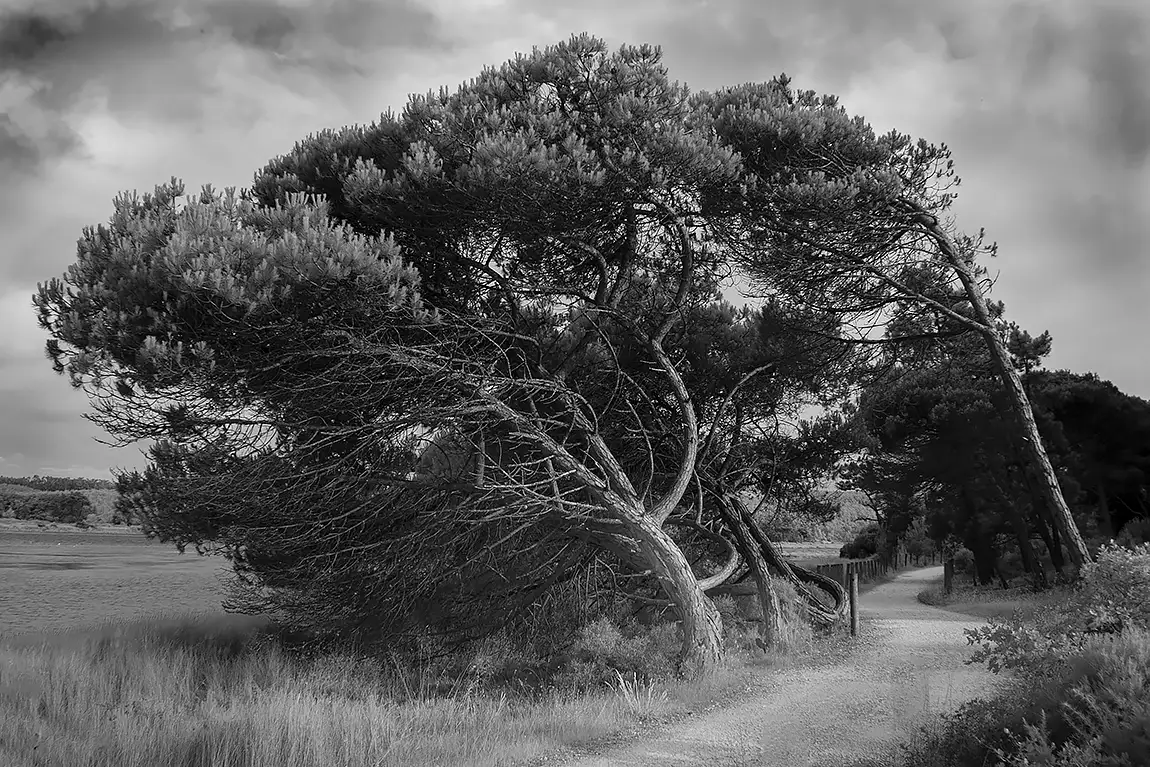 Stone pines, Obidos, Leiria, Portugal