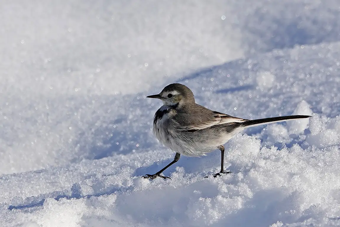 White Wagtail On Snow, Tigris River, Diyarbakir, Turkey