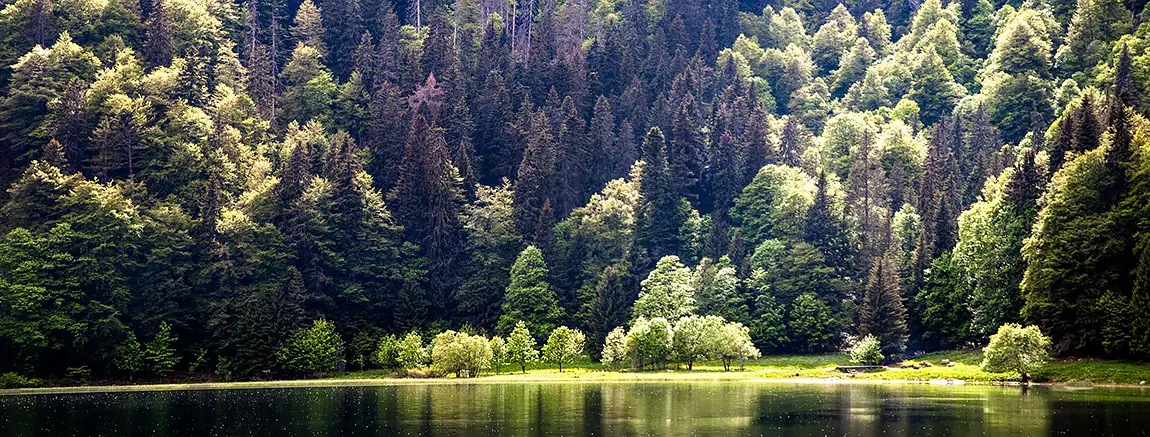 Black Forest Lake, Feldsee, South West Germany