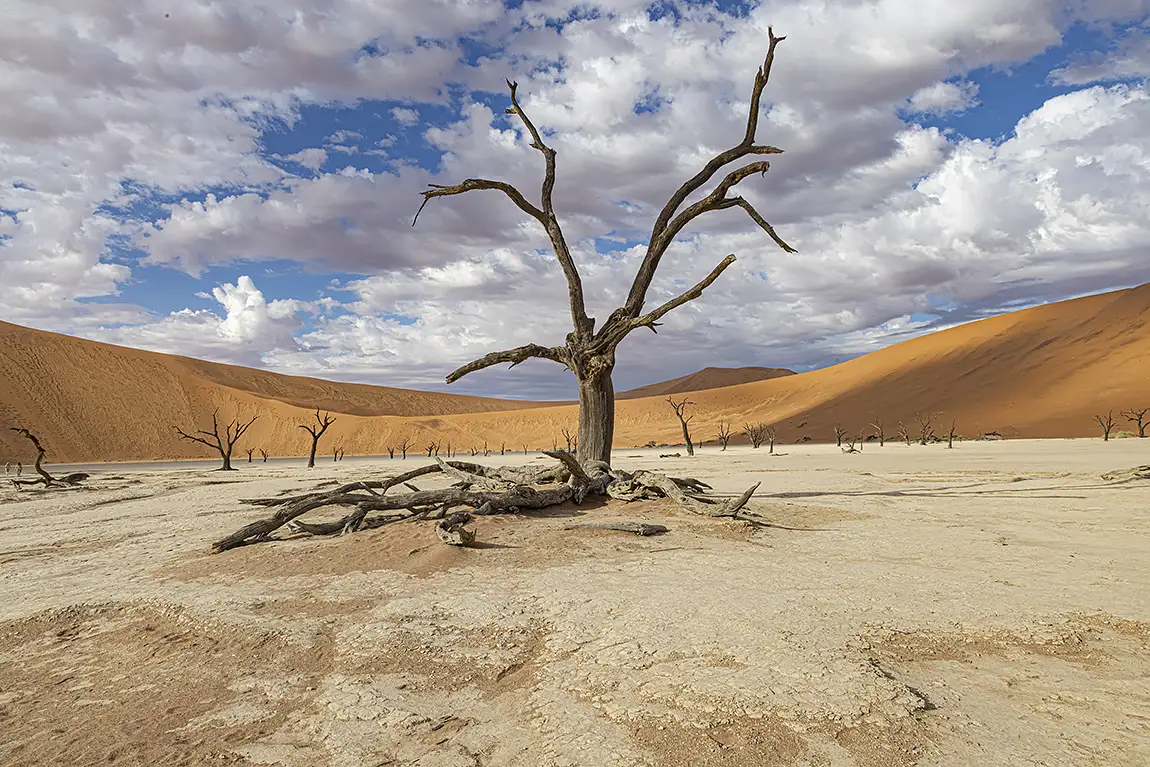 Camel Thorns Of Dead Vlei, Sossusvlei, Namibia