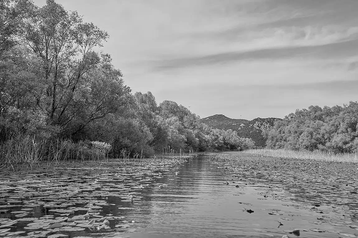 Lilied Path Monochrome, Lake Skadar, Montenegro
