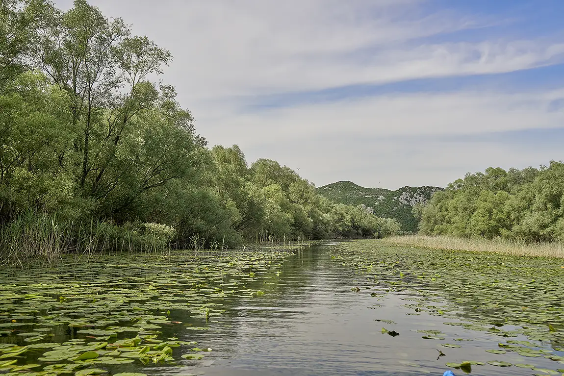Lilled Path In Color, Lake Skadar, Montenegro