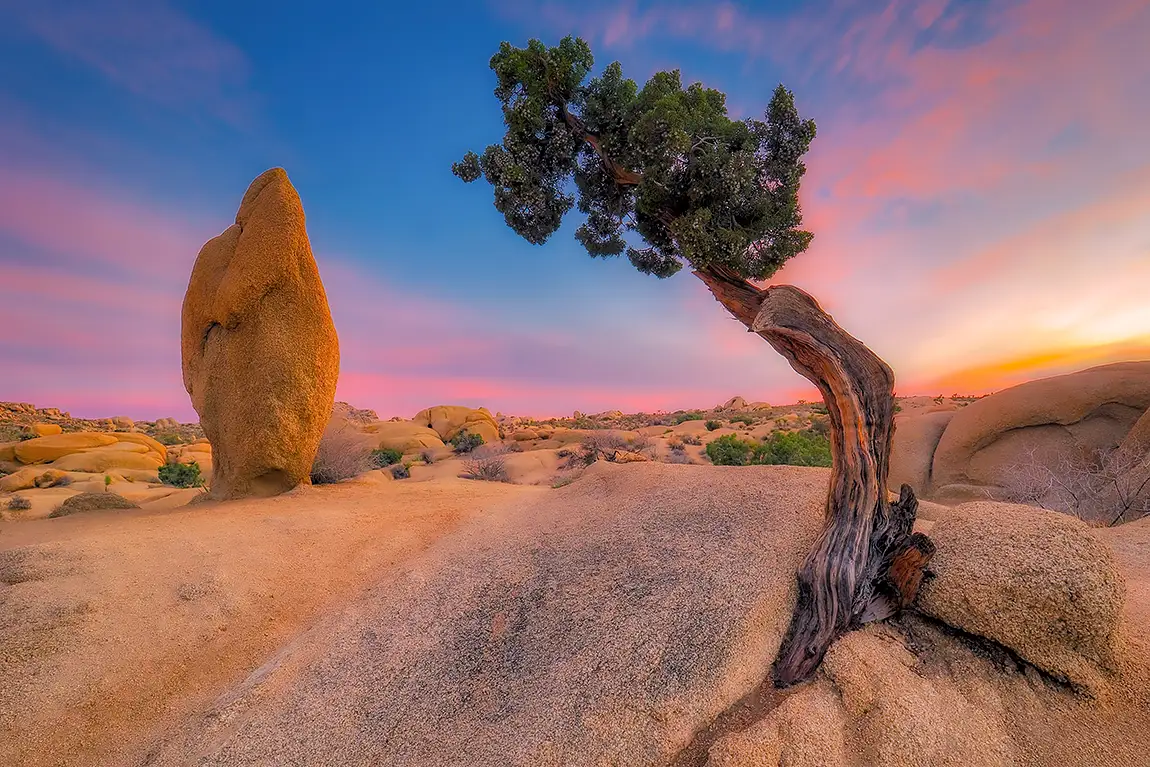 Penguin Rock And Juniper Tree, Joshua Tree National Park, California, USA