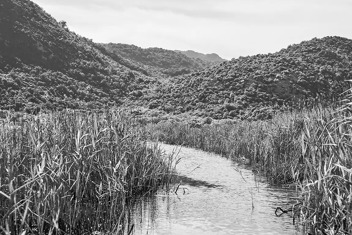 Reeds And Curved Stream, Lake Skadar, Montenegro