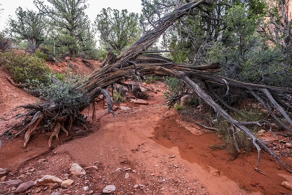 Sedona Desert Streambed, Oak Creek, AZ, USA