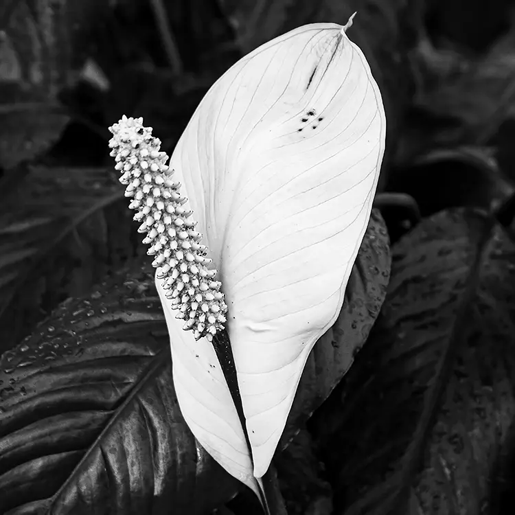 Skunk Cabbage, Comox Valley, Vancouver Island, BC, Canada