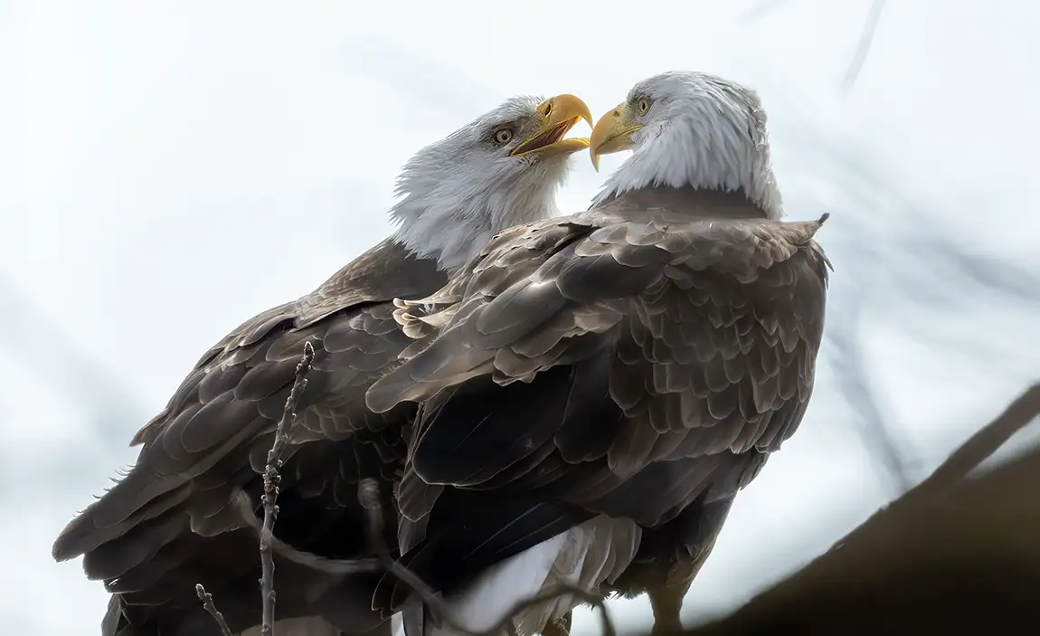 When Eagles Kiss, Channahon, Illinois, USA