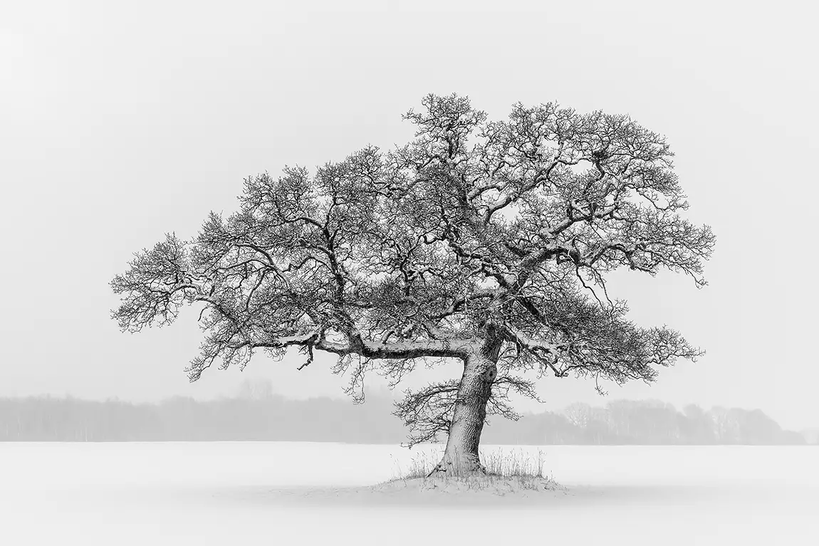 Against The Snow, Lounkaer, Hadsund, Mariagerfjord, Denmark