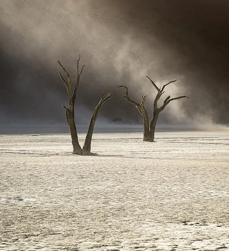 Ancient Trees, Deadvlei, Namibia