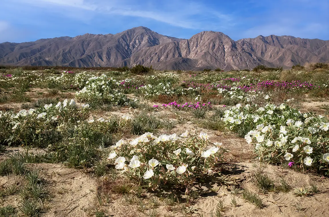 Anza Borrego Desert Bloom, CA, USA