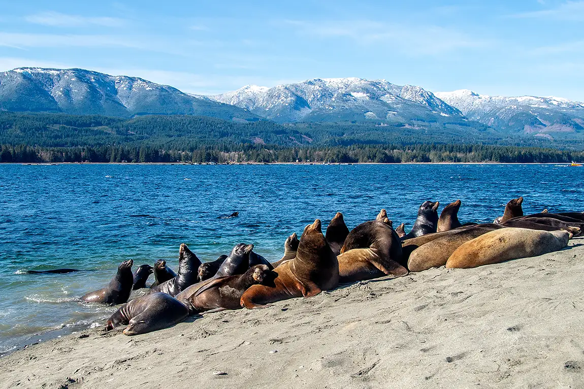 Beneath The White capped Peaks, Deep Bay, Vancouver Island, British Columbia, Canada