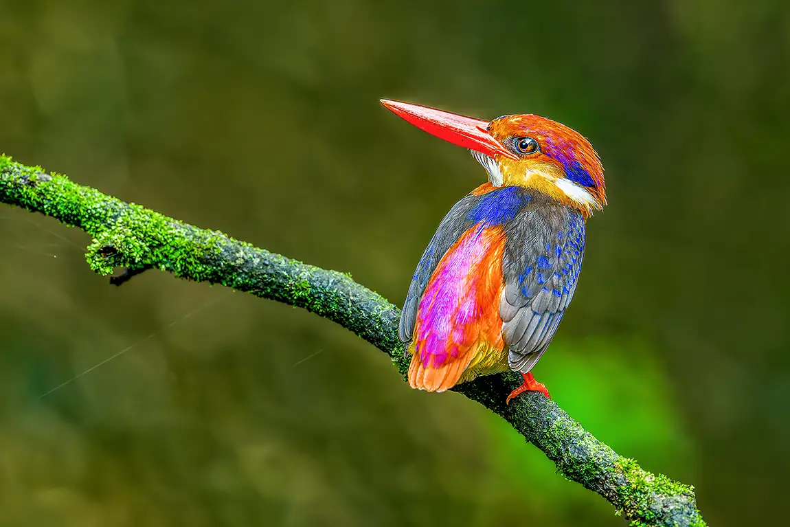 Black backed Dwarf Kingfisher, Panvel, Karnala Bird Sanctuary, Maharashtra, India