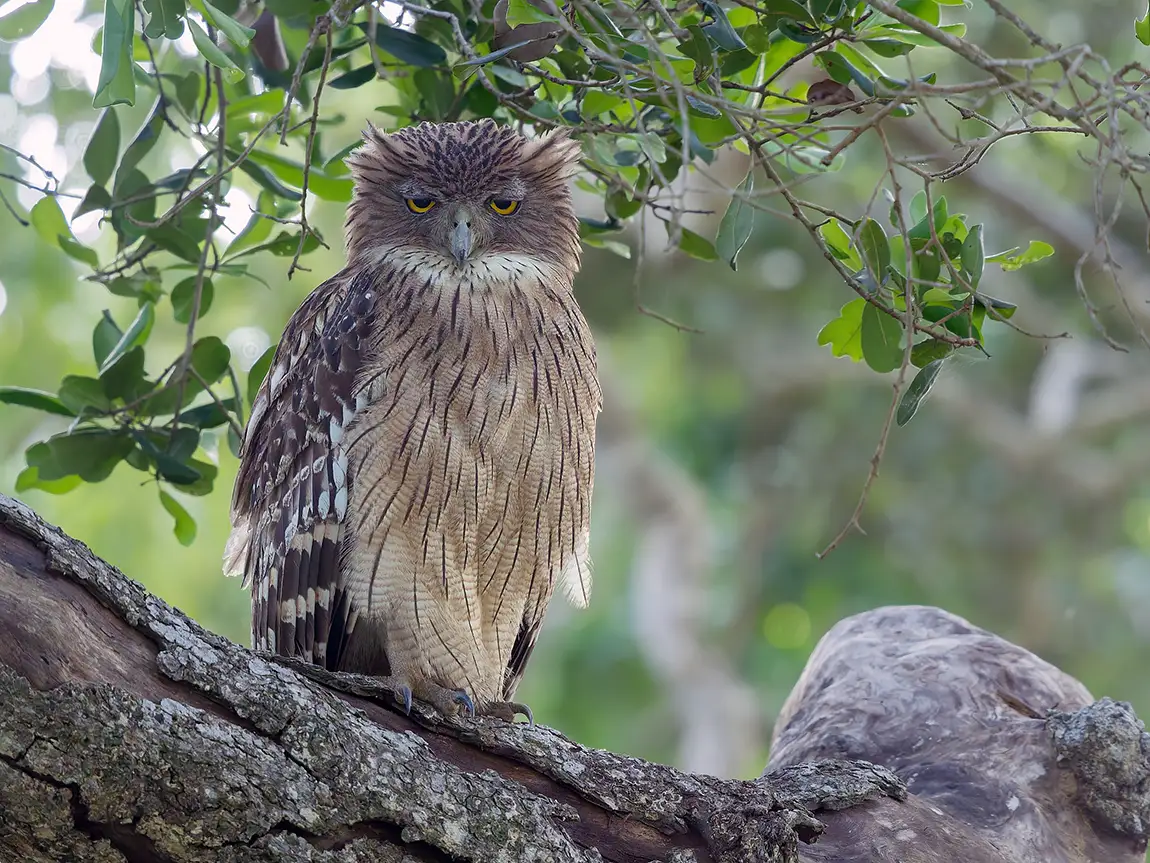 Brown Fish Owl, Kumana National Park, Sri Lanka