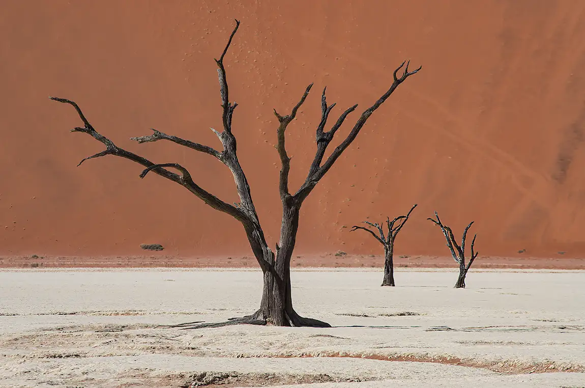 Camel Thorn Trees, Deadvlei, Sossusvlei, Namibia