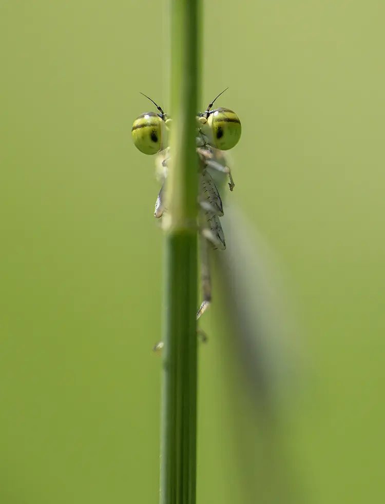 Damselfly Eyes, Channahon, Illinois, USA
