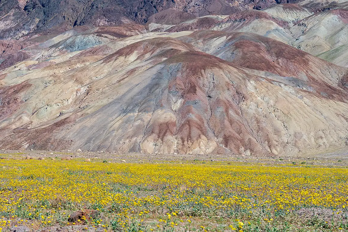 Early Blooms, Death Valley National Park, California, USA