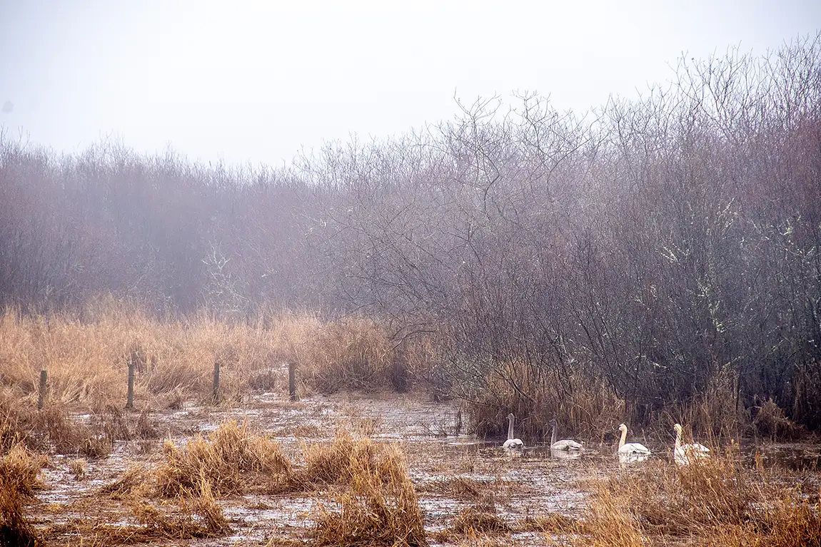 Gliding Through The Reeds, Somenos Marsh, Duncan, Vancouver Island, British Columbia, Canada