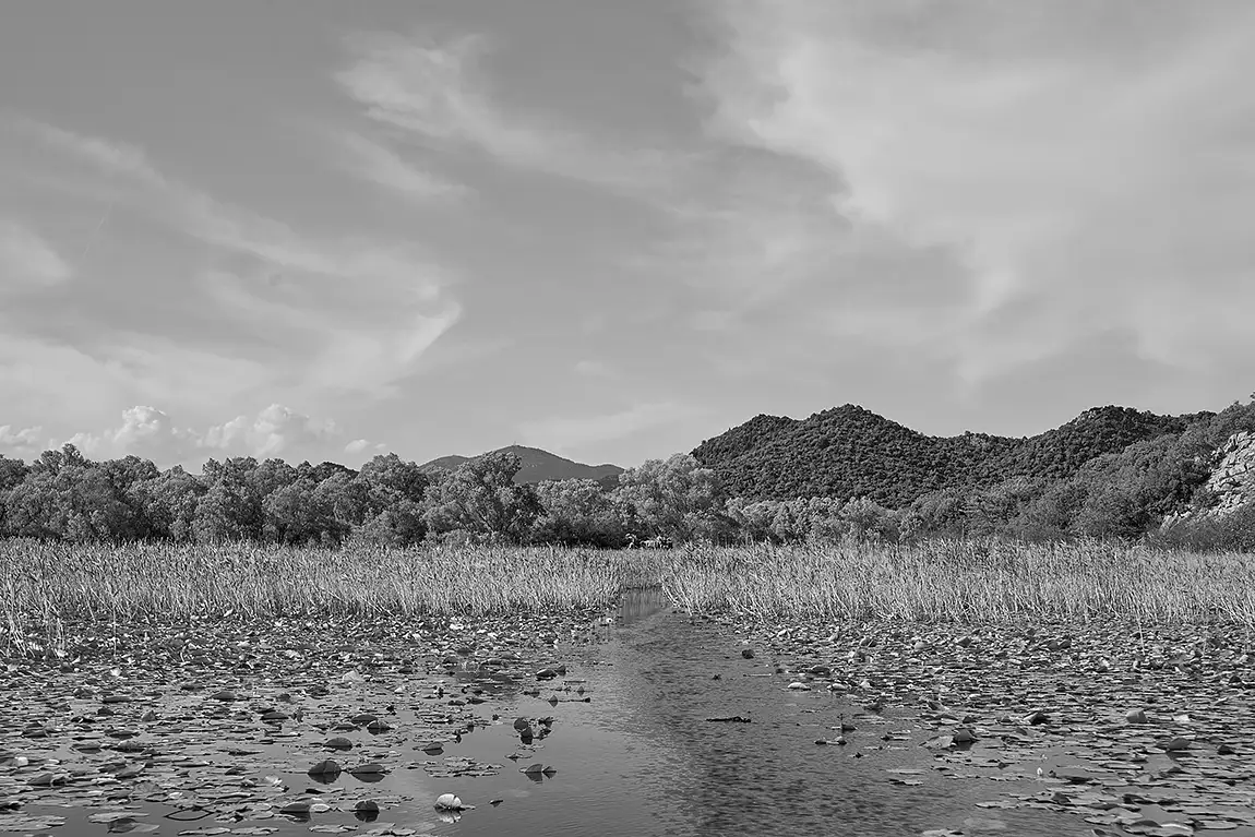 Lake Skadar Vegetation Monochrome, Montenegro