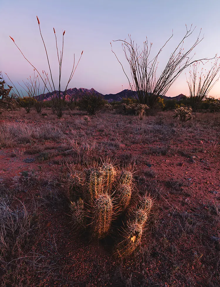 Little Cactus, Madera Canyon, Arizona, USA