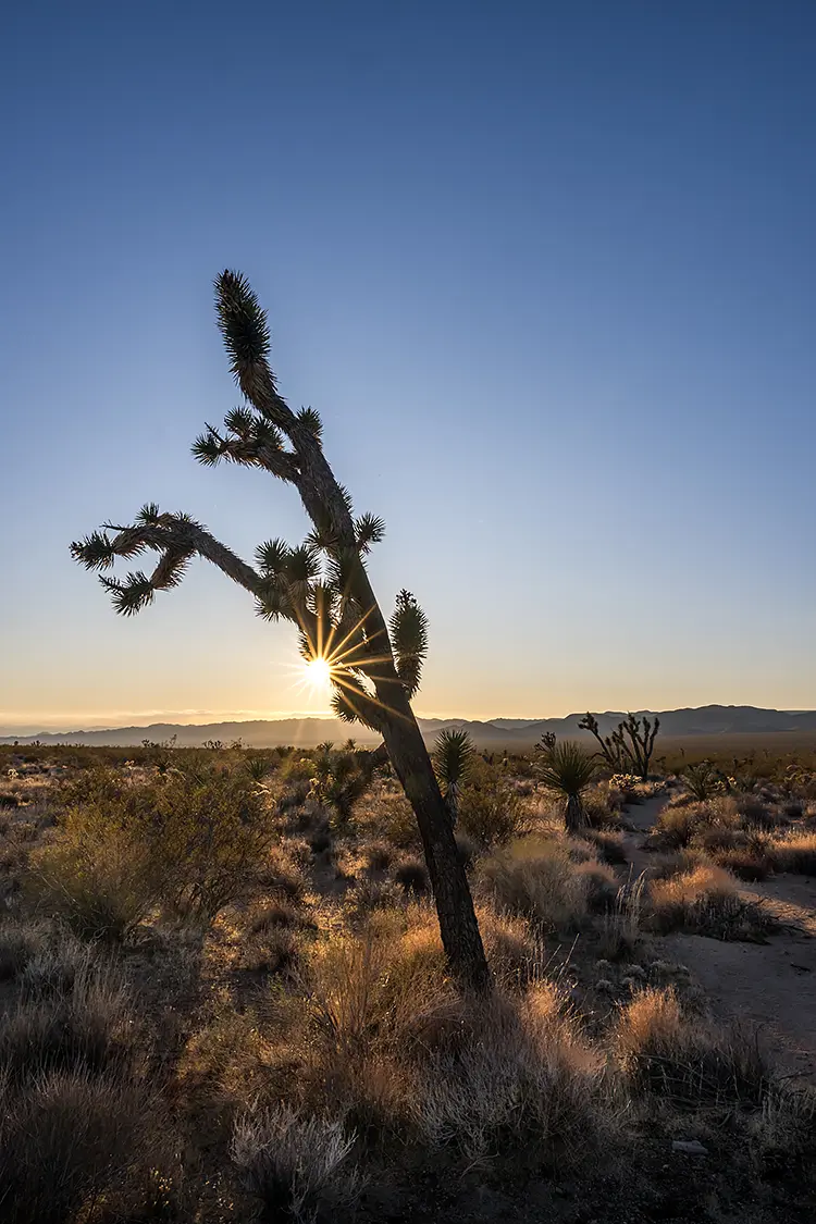 Mojave Desert Sunset Near Chase, California, USA