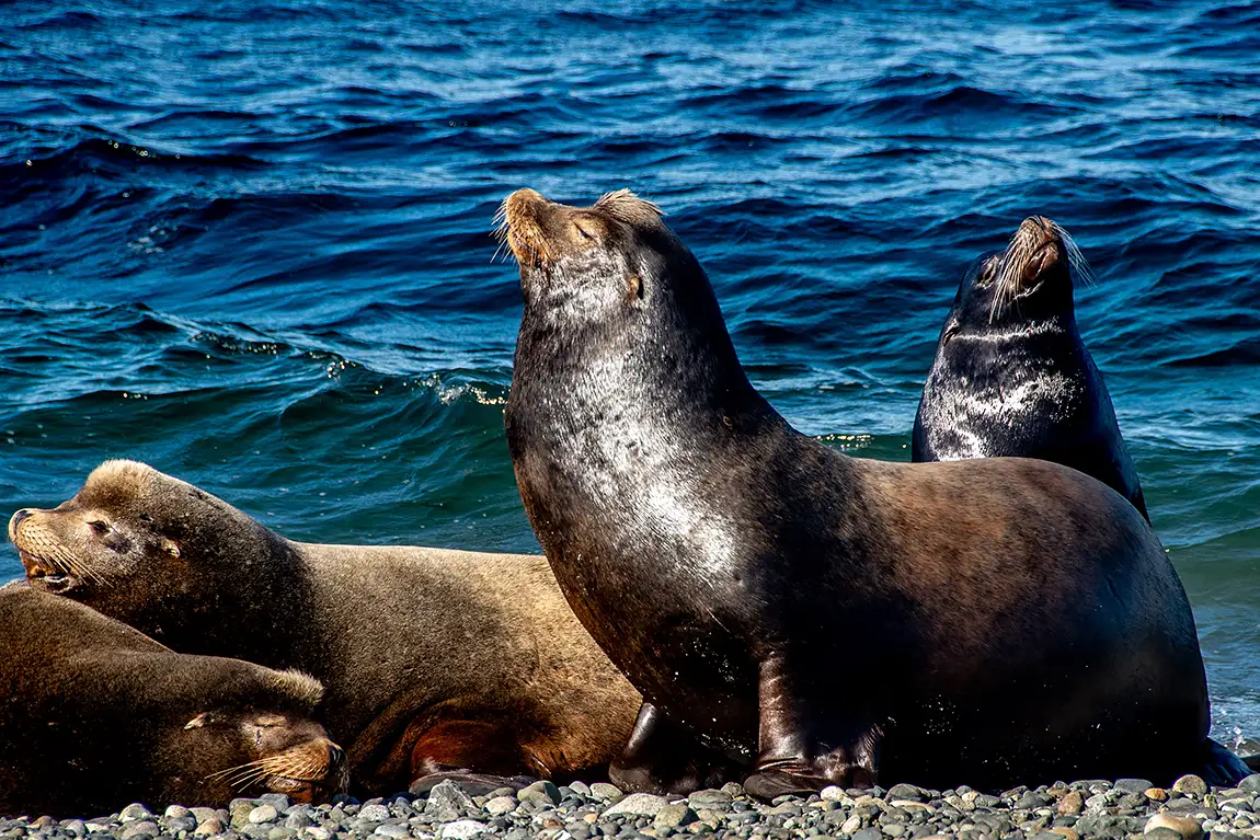 Sea Lion Sunbathers, Deep Bay, Vancouver Island, British Columbia, Canada