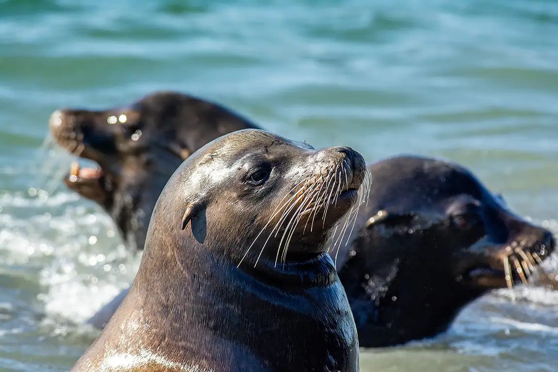 Silky California Sea Lion, Deep Bay, Vancouver Island, British Columbia, Canada