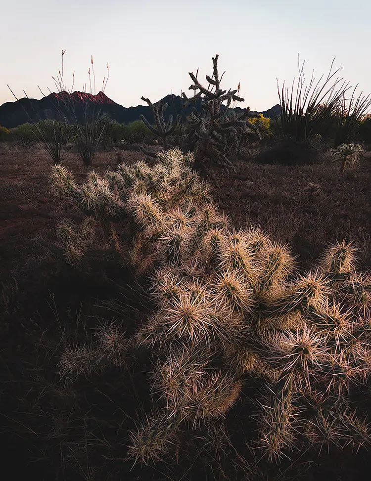 Teddy Bear Cholla, Madera Canyon, Arizona, USA