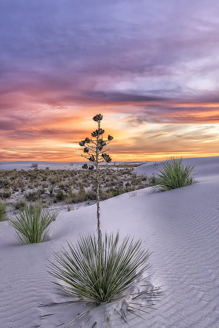 Yucca At Sunset, White Sands National Park, New Mexico, USA