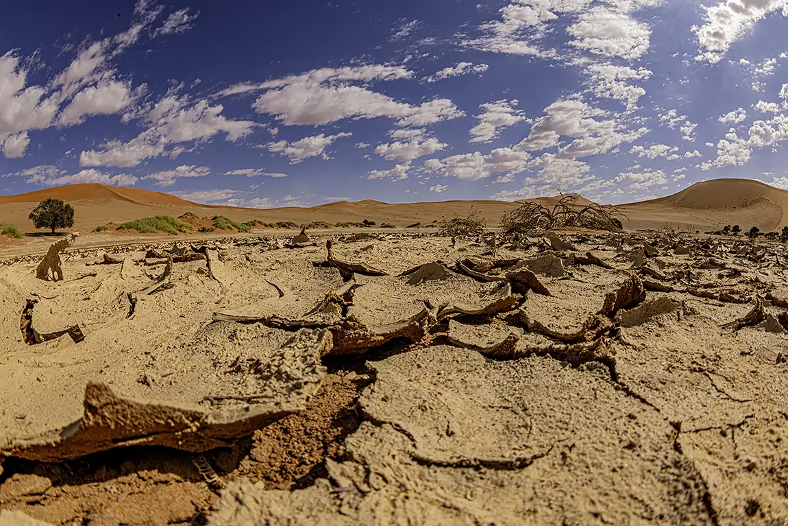 A desert In Bloom, Sossusvlei, Namib Naukluft National Park, Namibia